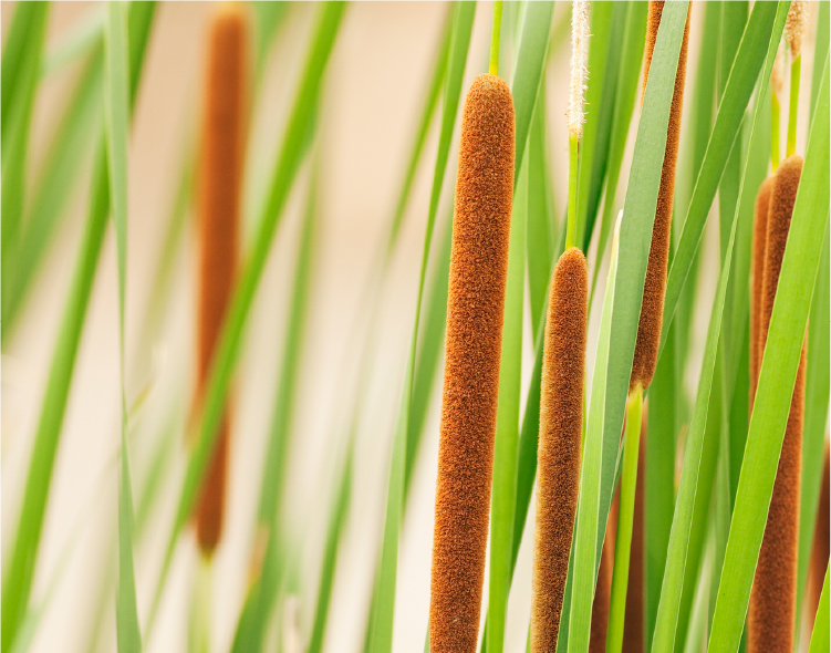 水辺の植物「ヒメガマの穂」